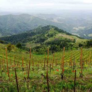 Ruta enoturística por el Priorat